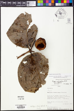 Eugenia marowynensis image