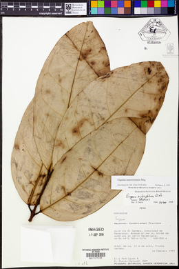 Eugenia marowynensis image