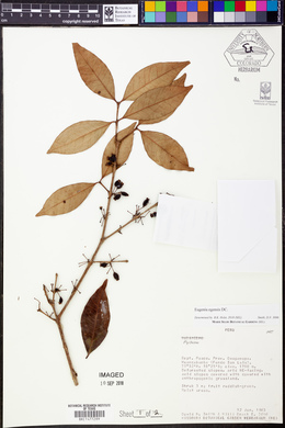 Eugenia egensis image