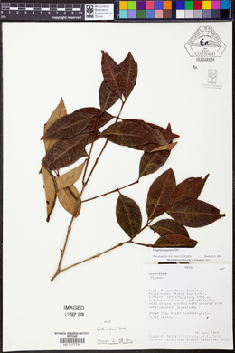 Eugenia egensis image