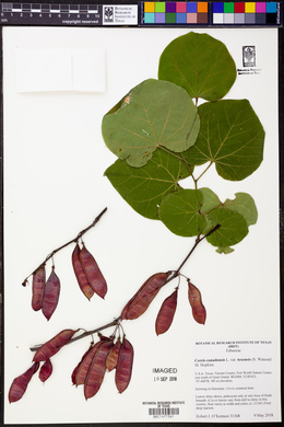 Cercis canadensis var. texensis image