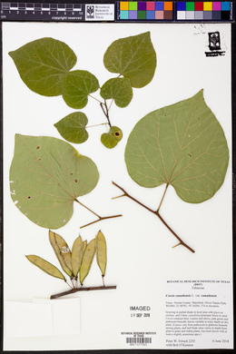 Cercis canadensis var. canadensis image