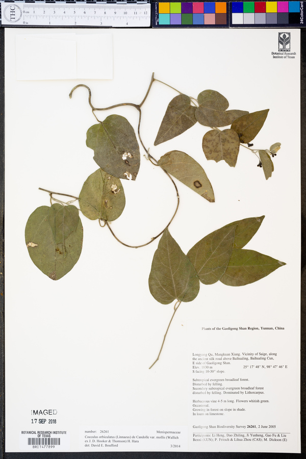 Cocculus orbiculatus var. mollis image