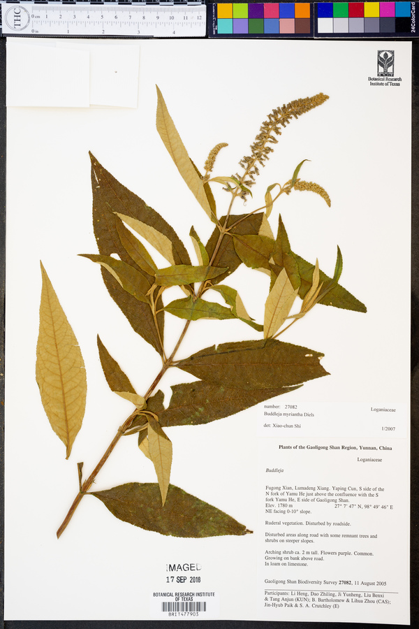 Buddleja myriantha image