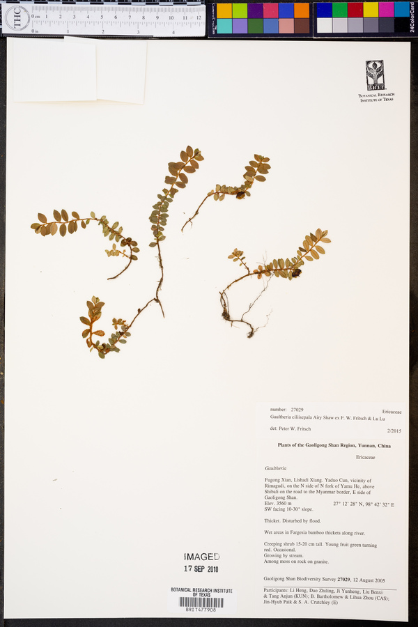 Gaultheria ciliisepala image