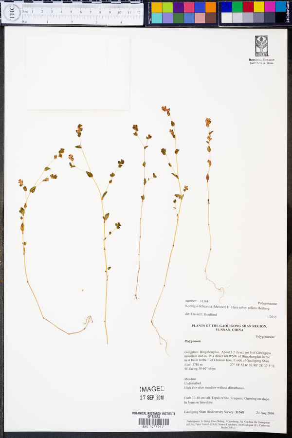Koenigia delicatula image