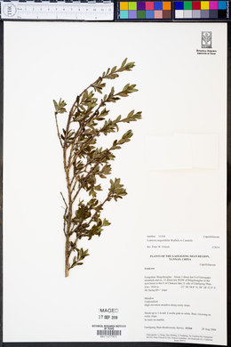 Lonicera angustifolia image