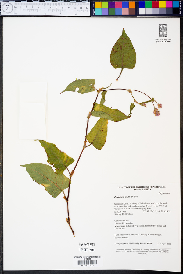 Polygonum molle image