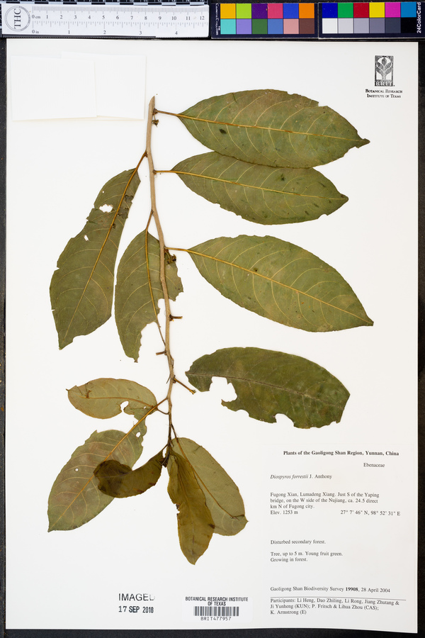 Diospyros forrestii image