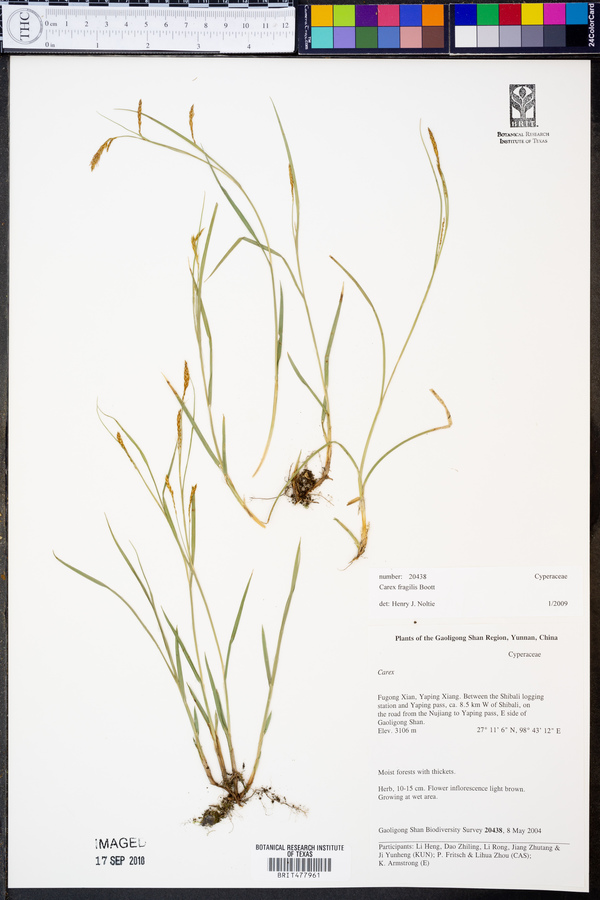 Carex fragilis image