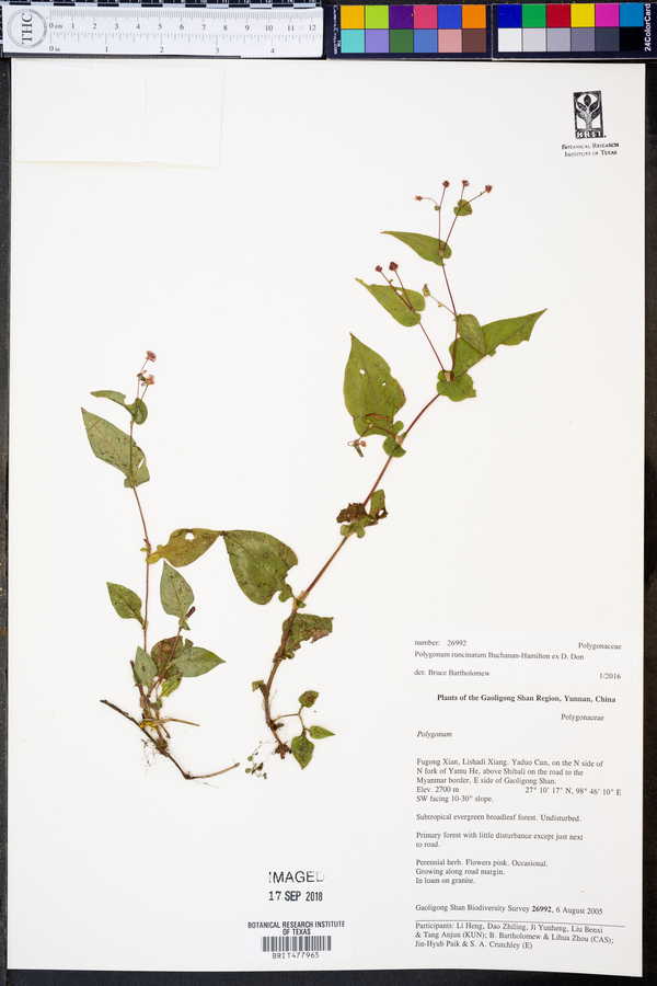 Polygonum runcinatum image