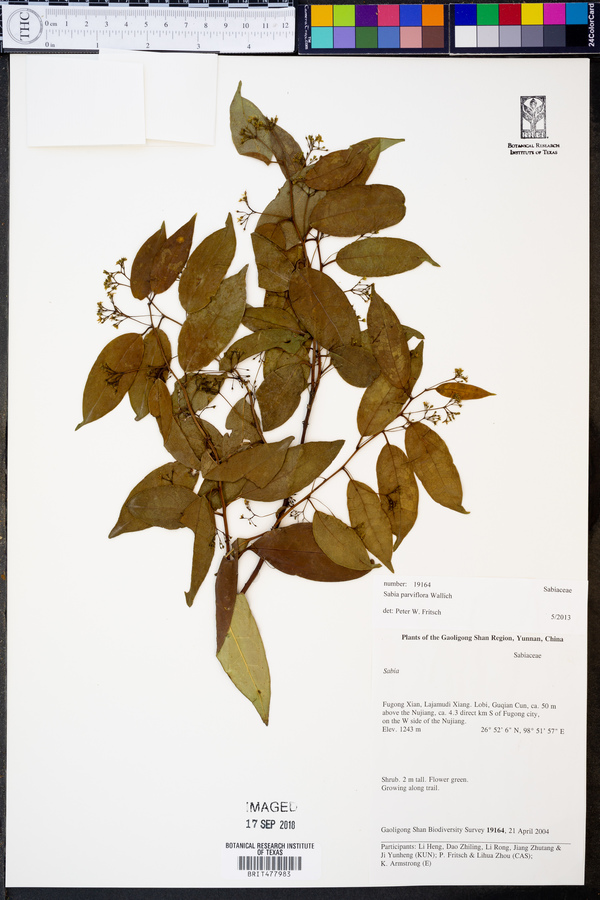 Sabia parviflora image