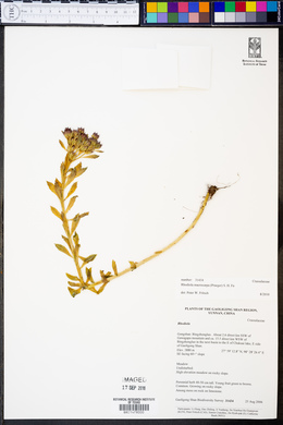 Rhodiola macrocarpa image