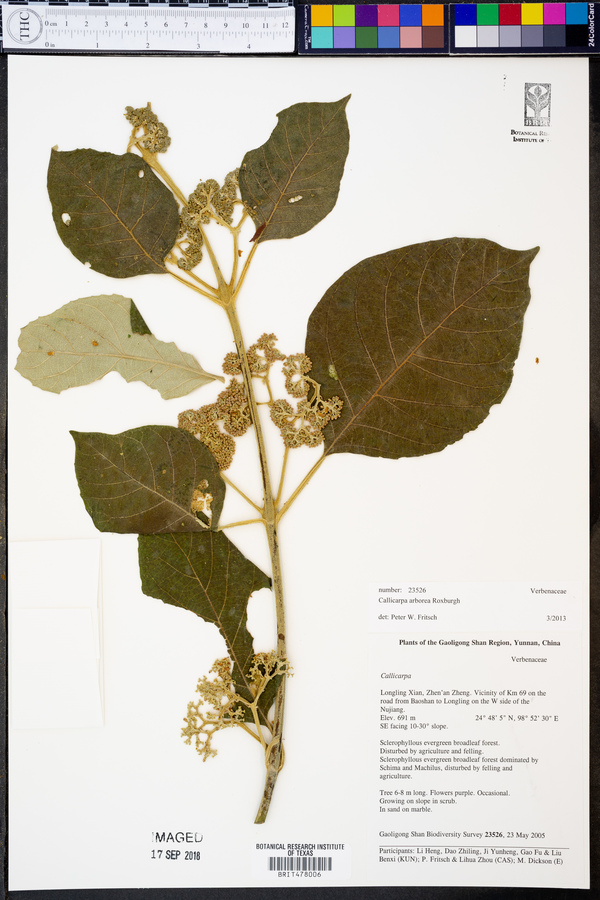 Callicarpa arborea image