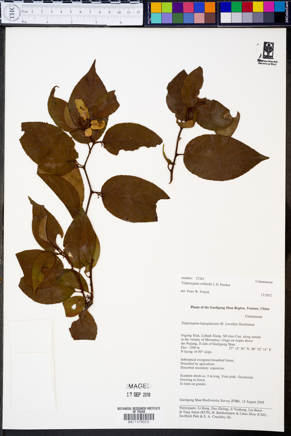 Tripterygium wilfordii image