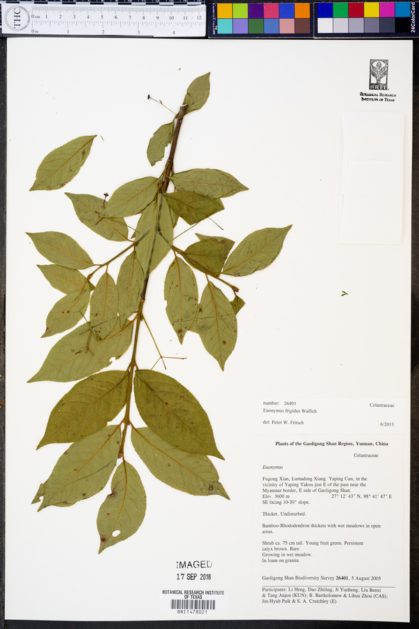 Euonymus frigidus image
