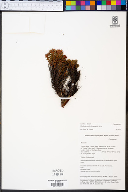 Image of Rhodiola nobilis
