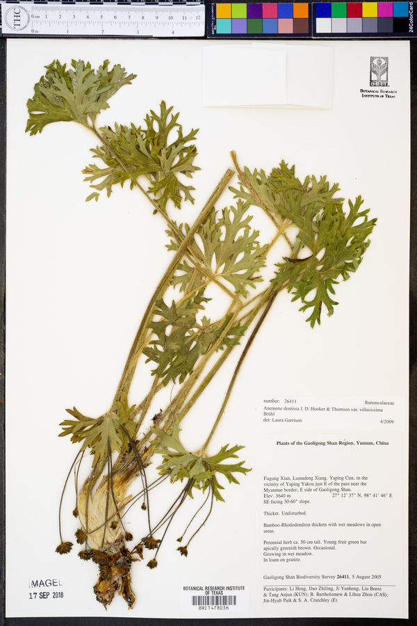 Anemonastrum demissum image