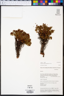 Rhodiola nobilis image