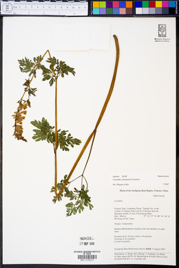 Corydalis yunnanensis image