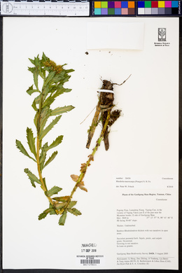 Rhodiola macrocarpa image