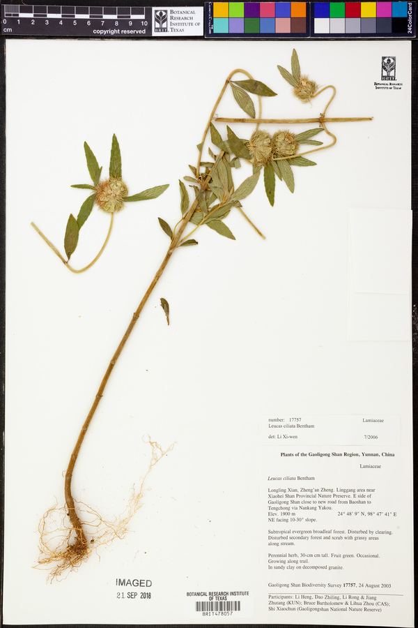 Leucas ciliata image