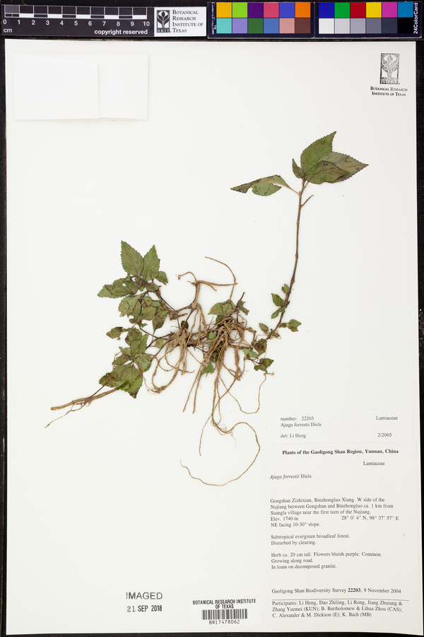 Ajuga forrestii image