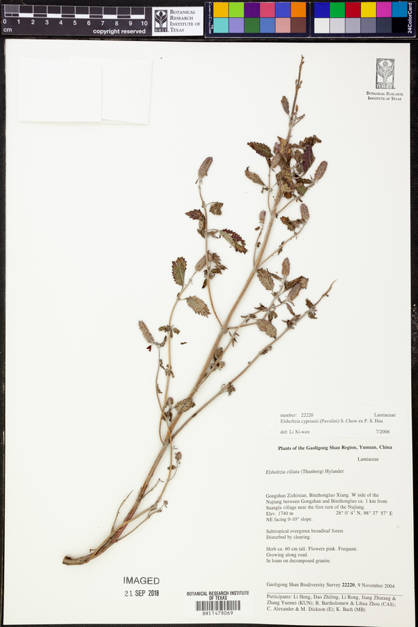 Elsholtzia cyprianii image