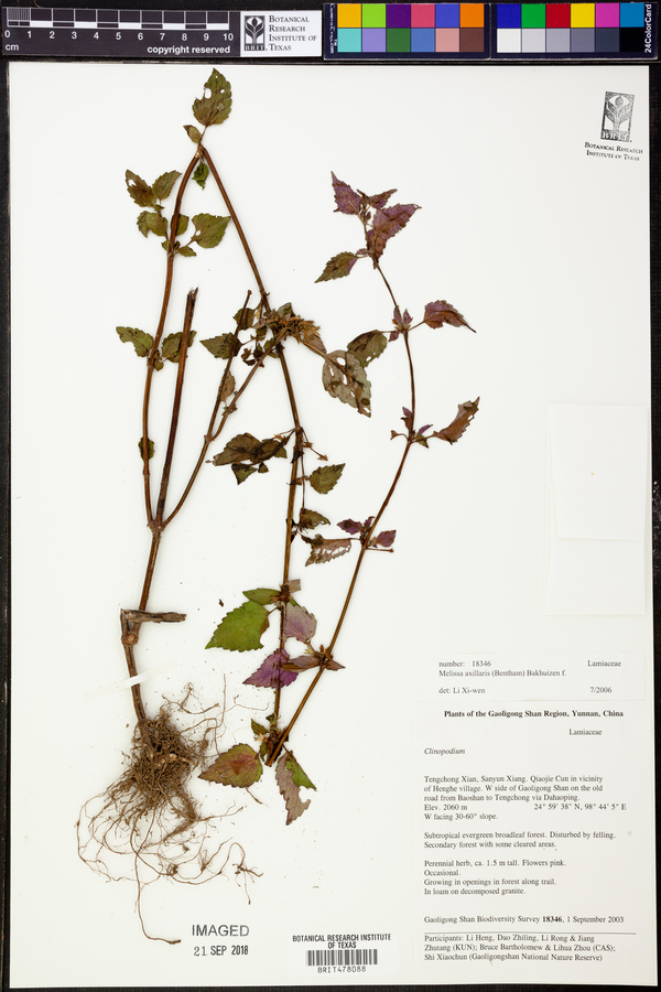 Melissa axillaris image