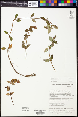 Elsholtzia kachinensis image