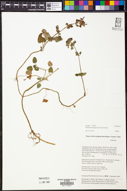 Stachys kouyangensis image