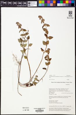 Clinopodium polycephalum image