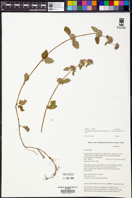 Clinopodium polycephalum image