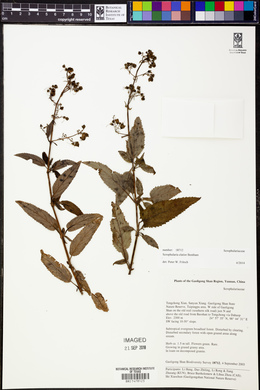 Image of Scrophularia elatior