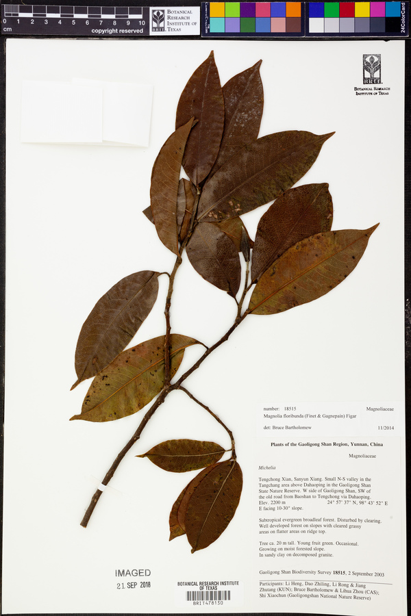 Magnolia floribunda image