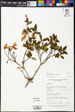 Rhododendron microphyton image