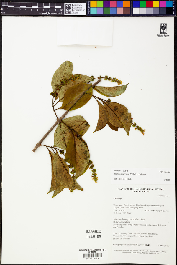 Premna interrupta image