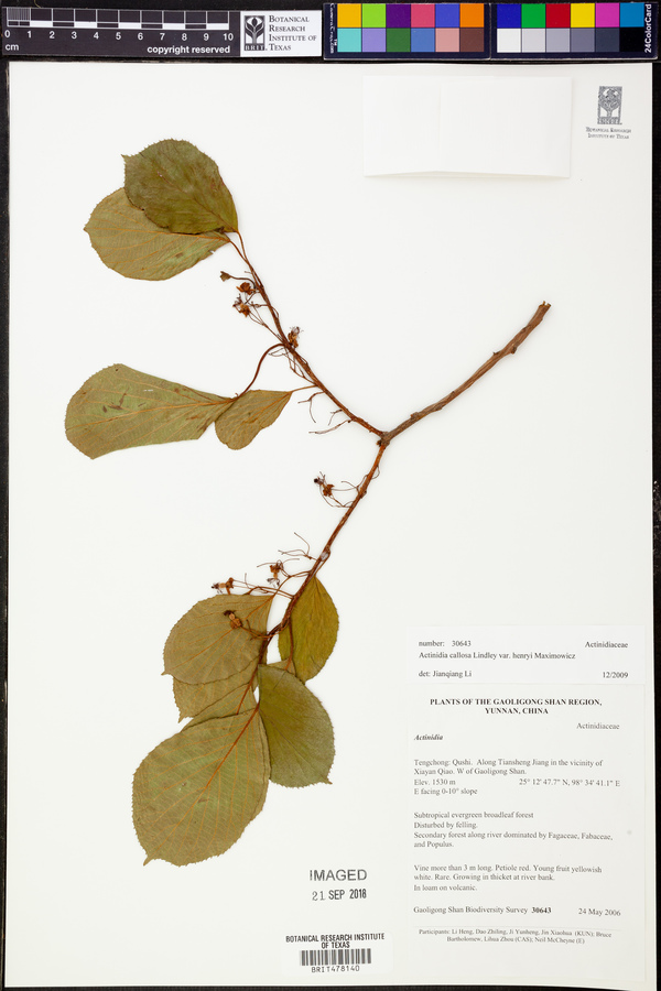 Actinidia callosa var. henryi image