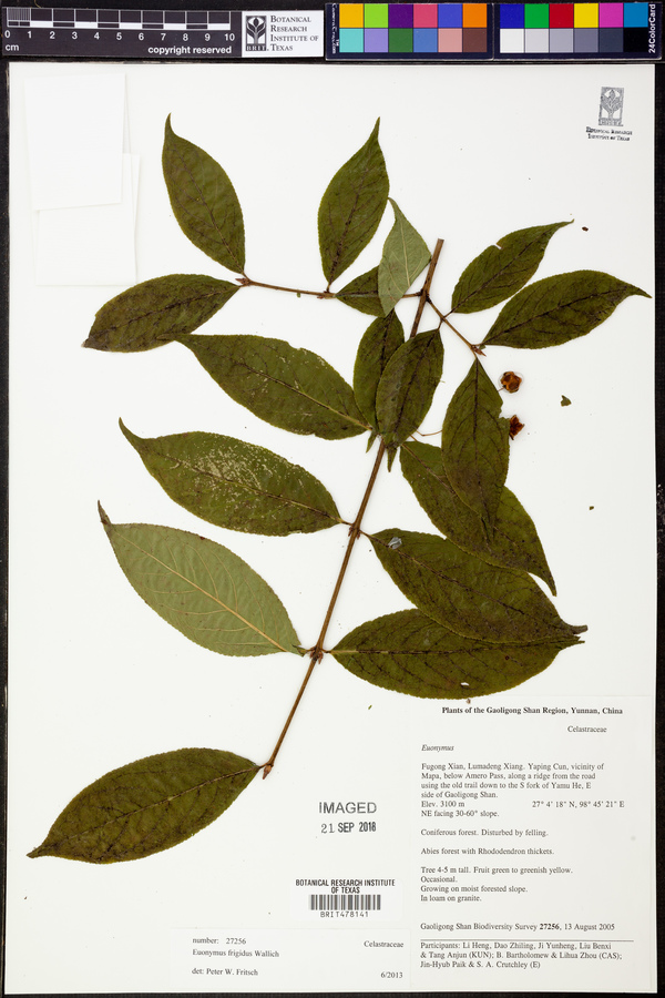 Euonymus frigidus image