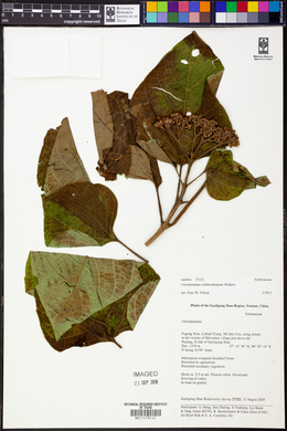 Clerodendrum colebrookianum image
