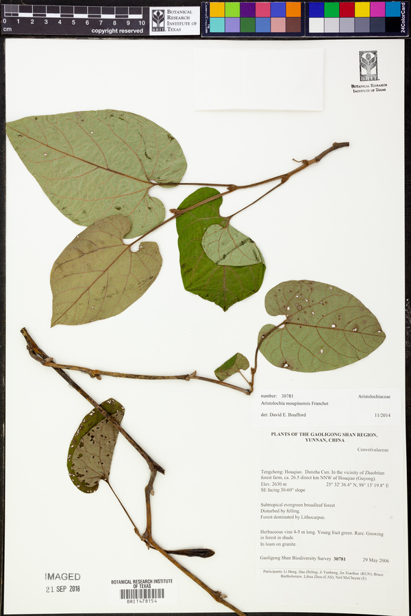 Aristolochia moupinensis image