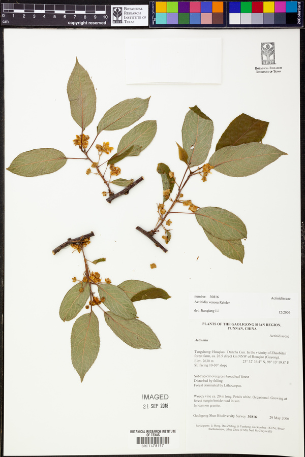 Actinidia venosa image