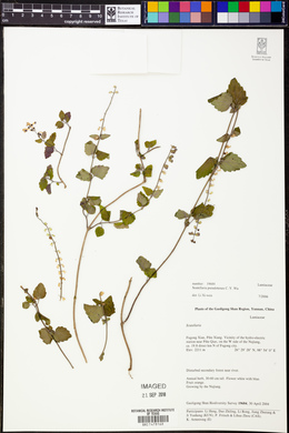Scutellaria pseudotenax image