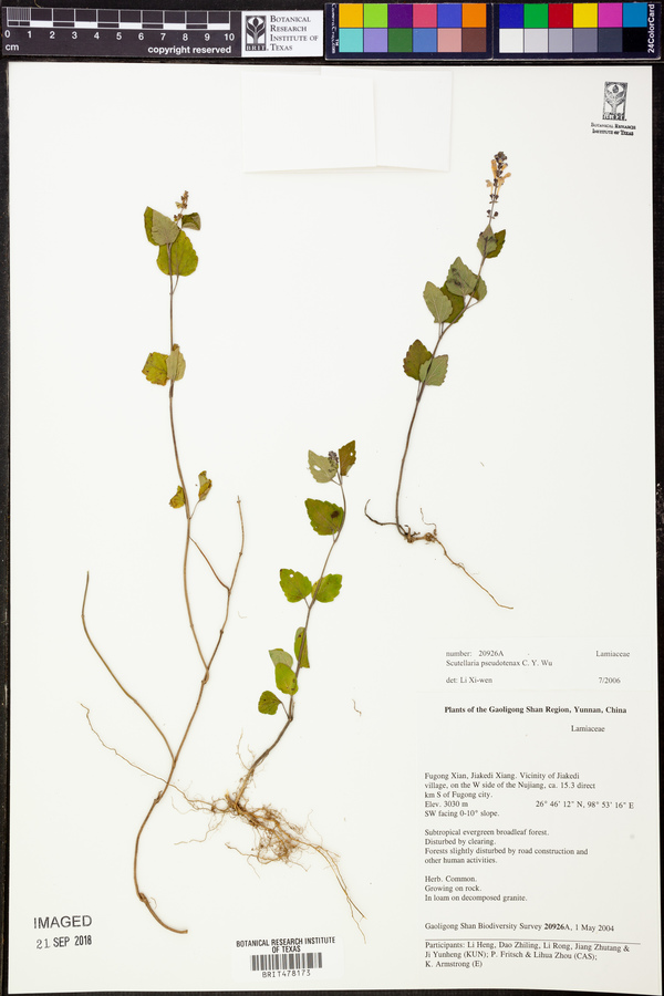 Scutellaria pseudotenax image