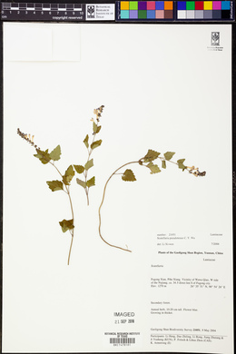 Scutellaria pseudotenax image