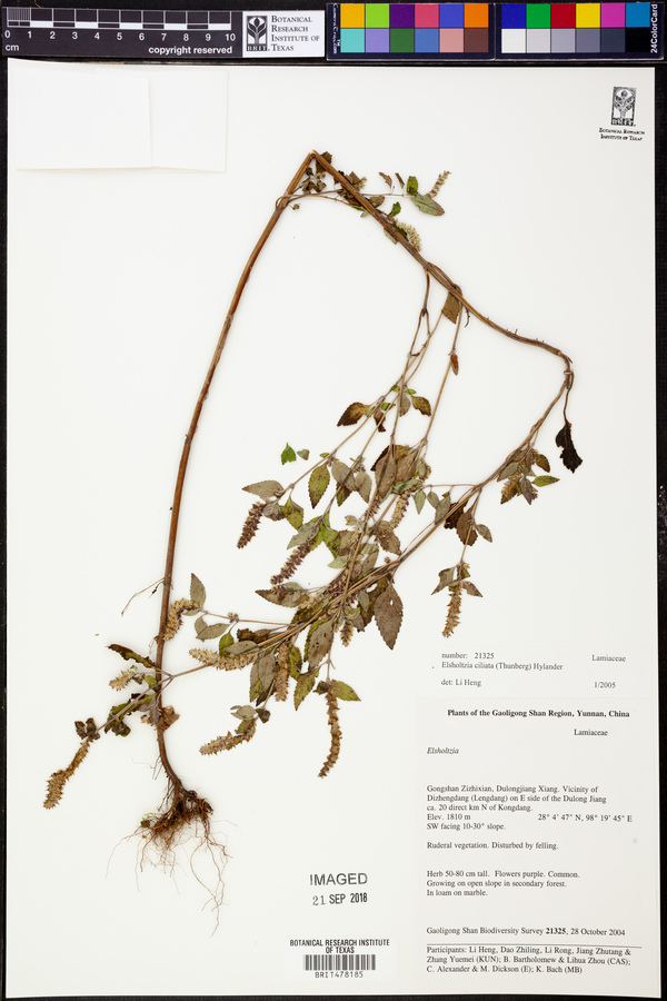 Elsholtzia ciliata image