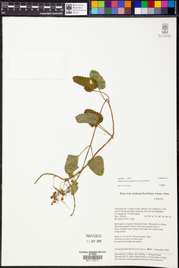 Stachys kouyangensis image