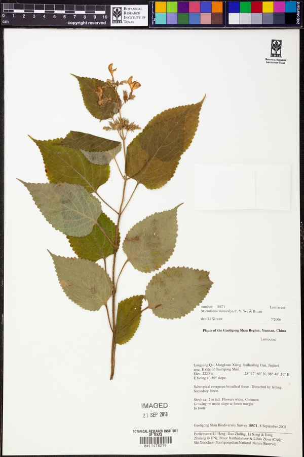 Microtoena stenocalyx image