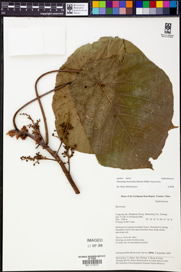 Macaranga denticulata image