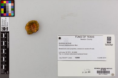 Russula subgraminicolor image